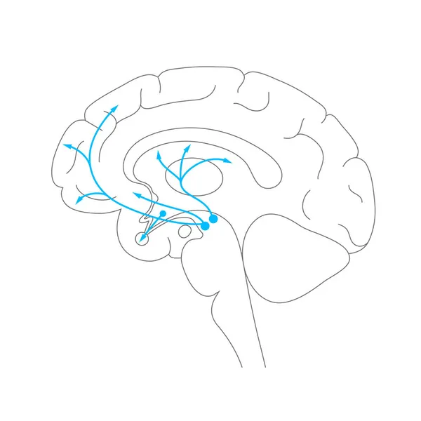 Concept de voie dopaminergique — Image vectorielle