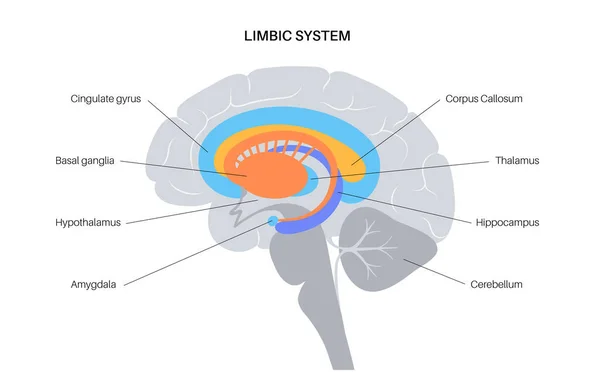 Hjärnans limbiska system — Stock vektor