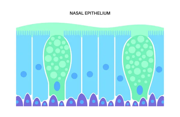 Concepto de epitelio nasal — Archivo Imágenes Vectoriales