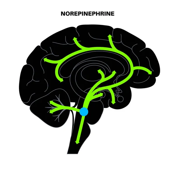 Norepinephrine hormone pathway — Stock Vector