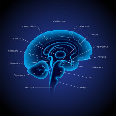 Brain 3D anatomy clipart