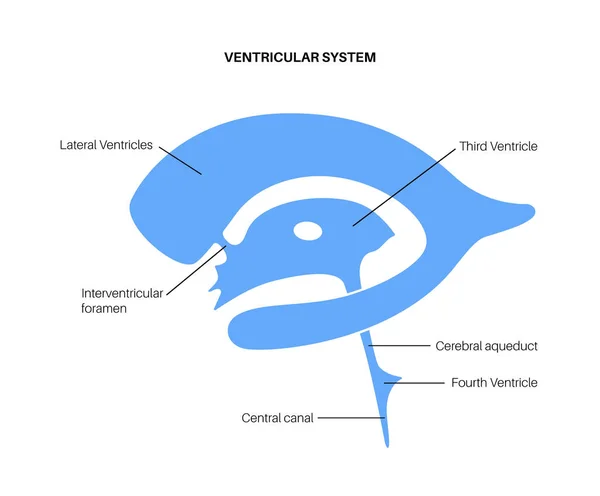 Anatomie du système ventriculaire — Image vectorielle