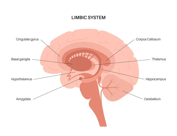 Sistema límbico cerebral —  Vetores de Stock