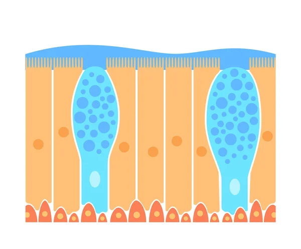 Orr epithelium koncepció — Stock Vector