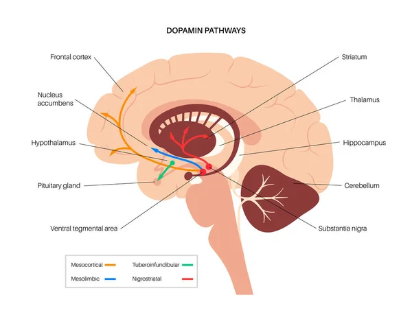 Concept de voie dopaminergique — Image vectorielle