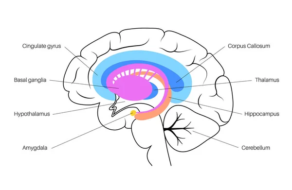 Sistema límbico cerebral — Vector de stock