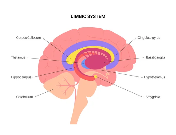 Sistema límbico cerebral — Archivo Imágenes Vectoriales