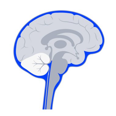 Ventriküler sistem kavramı