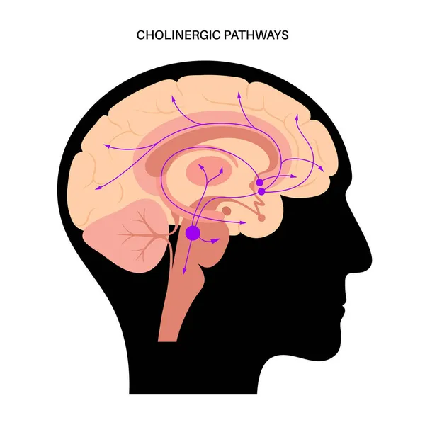 Acetylcholinová cholinergní cesta — Stockový vektor