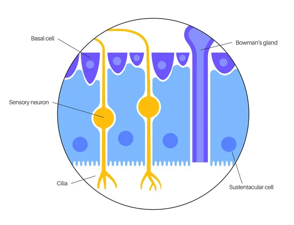 Anatomie de l'épithélium olfactif — Image vectorielle