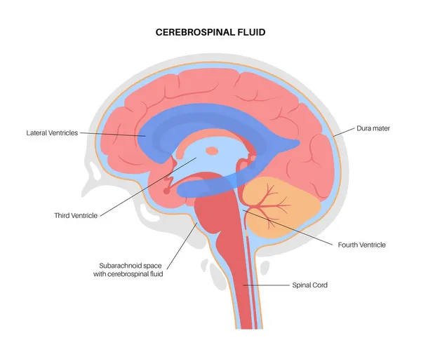 Conceito do sistema ventricular —  Vetores de Stock