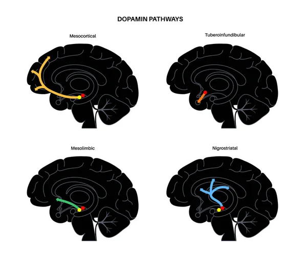 Concept de voie dopaminergique — Image vectorielle