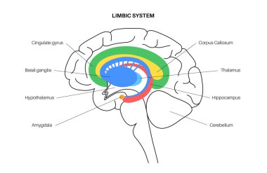 Brain limbic system clipart