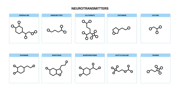 Chemical formulas of neurotransmitters — Stock Vector