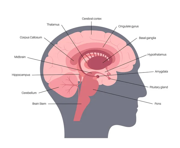 Anatomisches Konzept des Gehirns — Stockvektor