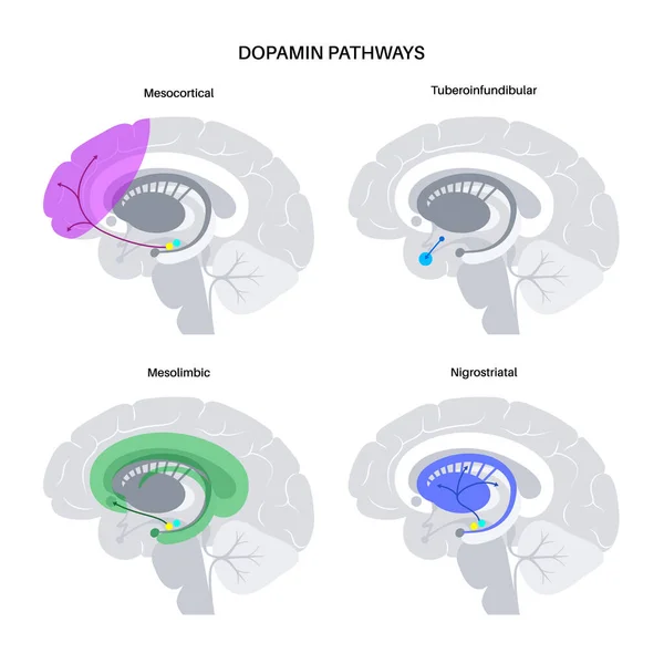 Dopamin yolu kavramı — Stok Vektör