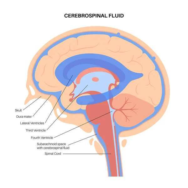 Conceito do sistema ventricular —  Vetores de Stock