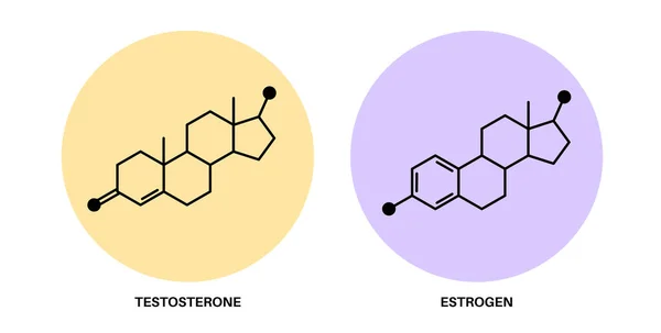Testosterona y estrógeno — Vector de stock