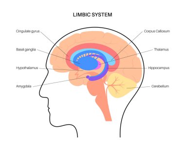 Brain limbic system clipart