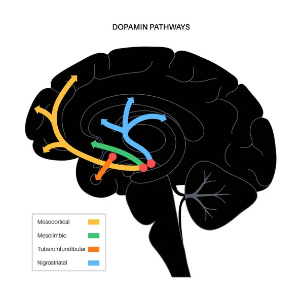 Concept de voie dopaminergique — Image vectorielle