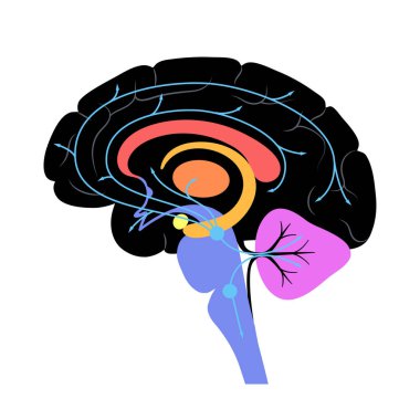 Beyinde serotonin yolu