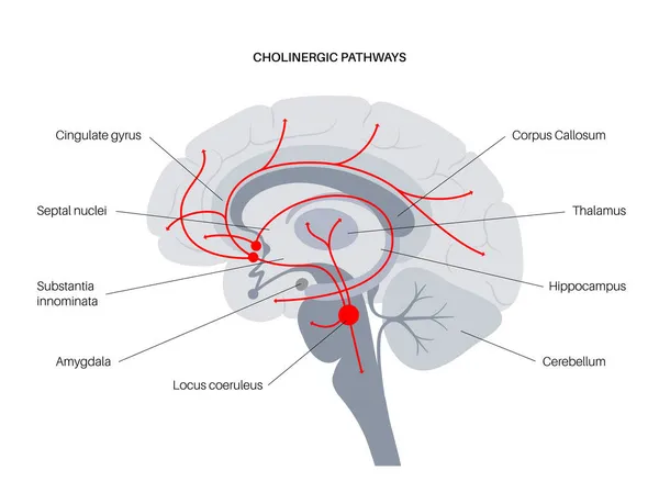 Voie cholinergique de l'acétylcholine — Image vectorielle