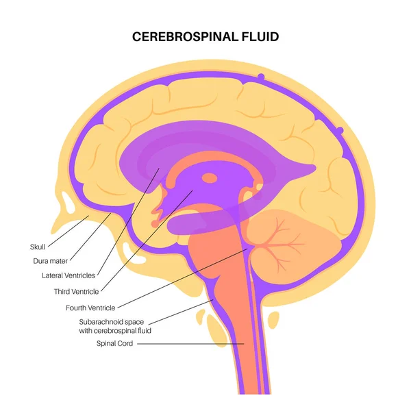 Conceito do sistema ventricular —  Vetores de Stock