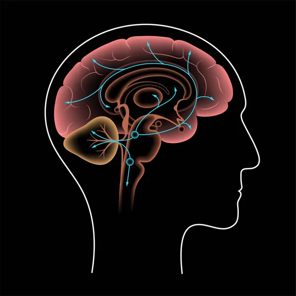 Voie sérotoninergique dans le cerveau — Image vectorielle