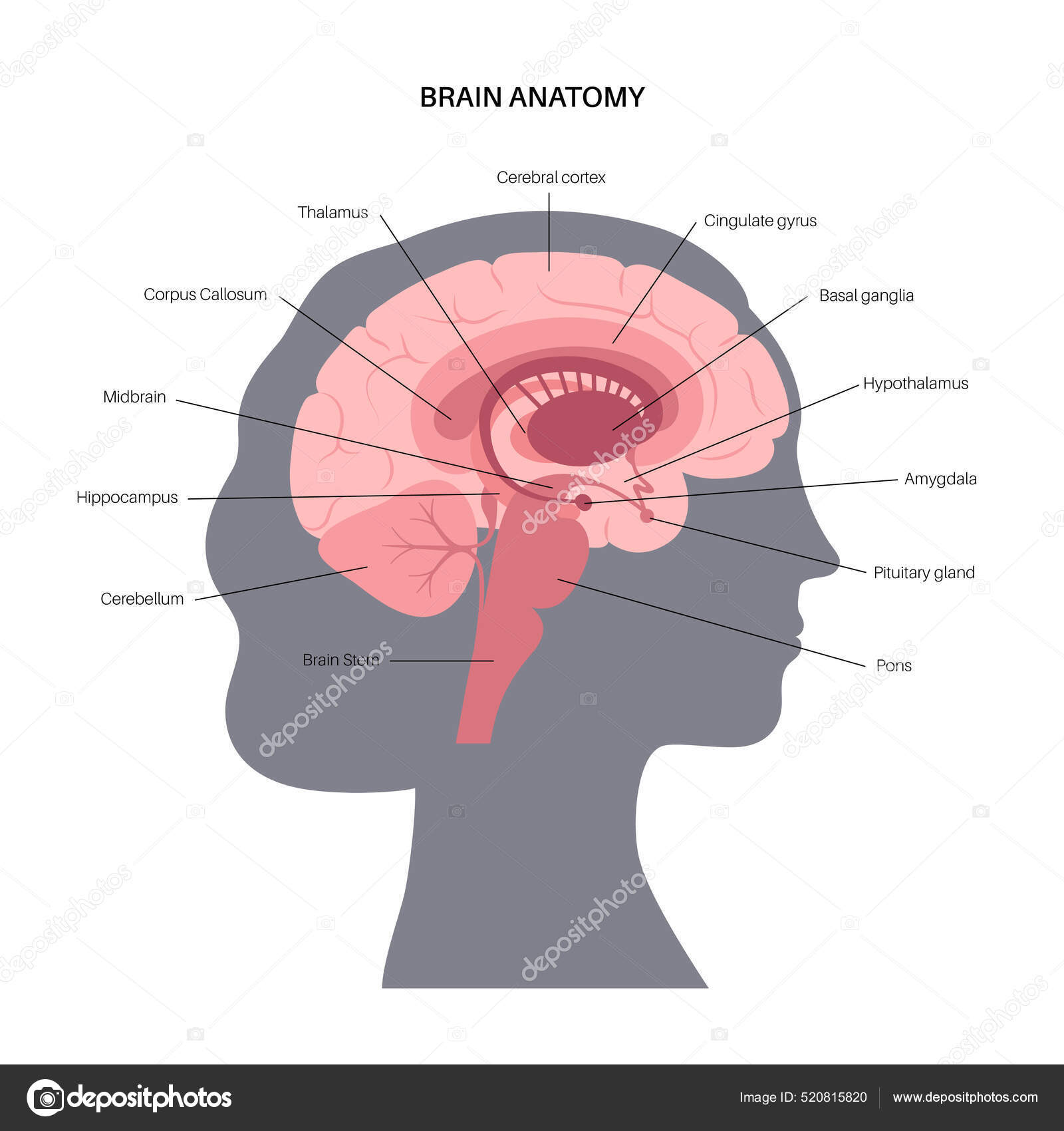 Concepto de anatomía cerebral Vector de stock #520815820 de ©Pikovit, image size:1600x1700