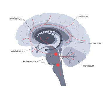 Beyinde serotonin yolu
