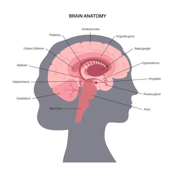 Anatomia cerebrale concetto — Vettoriale Stock
