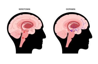 Serotonin ve dopamin yolu