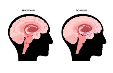 Serotonin and dopamine pathway clipart