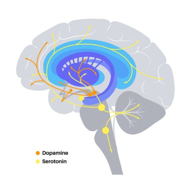 Serotonin ve dopamin yolu