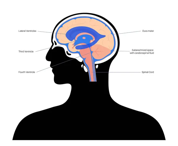 Concepto del sistema ventricular — Archivo Imágenes Vectoriales