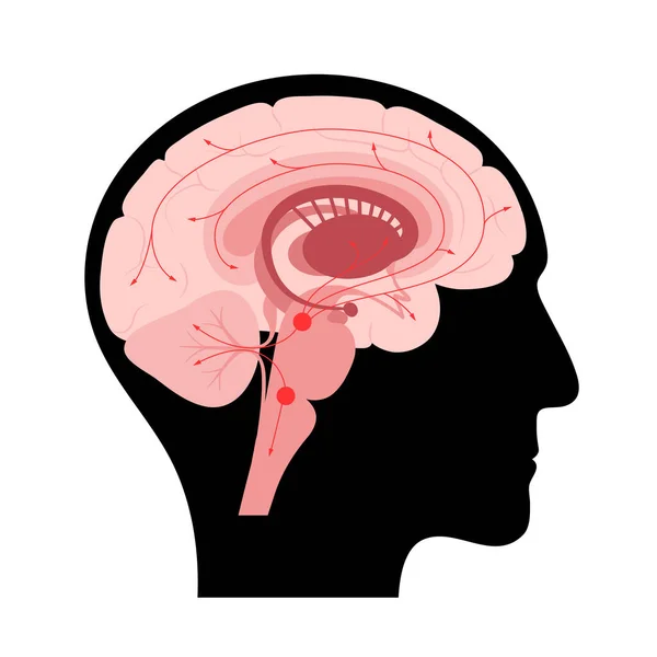 Serotoninweg im Gehirn — Stockvektor