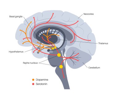 Serotonin ve dopamin yolu