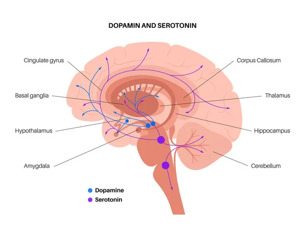 Sérotonine et voie dopaminergique — Image vectorielle