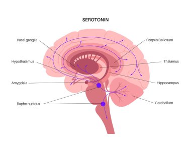 Beyinde serotonin yolu