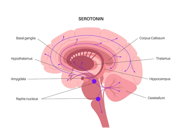 Voie sérotoninergique dans le cerveau — Image vectorielle