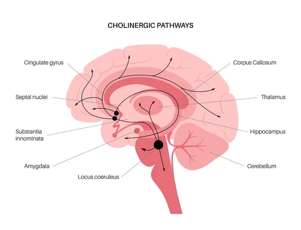 Voie cholinergique de l'acétylcholine — Image vectorielle
