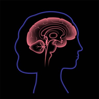 Beyin 3 boyutlu anatomi