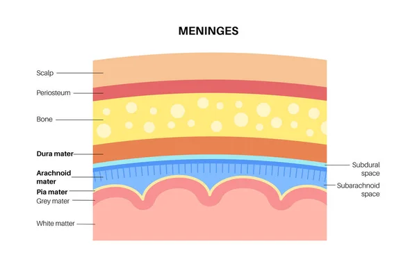 Διάγραμμα ανατομίας Meninges — Διανυσματικό Αρχείο