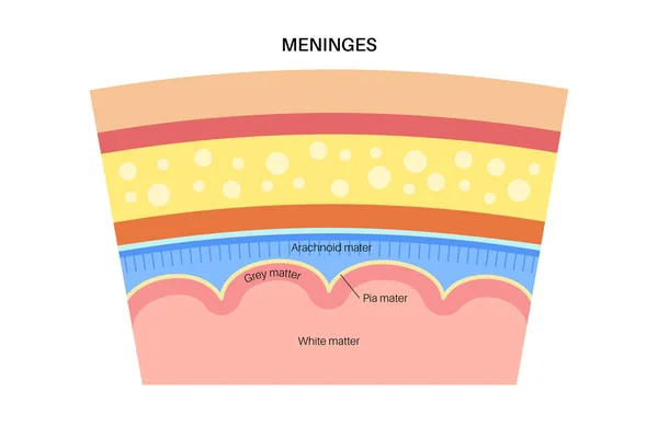 Διάγραμμα ανατομίας Meninges — Διανυσματικό Αρχείο