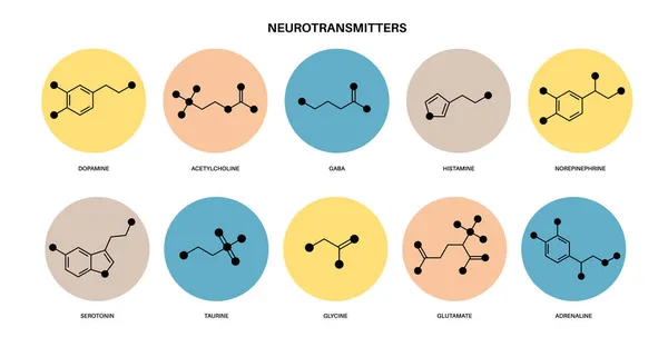 Nörotransmitterlerin kimyasal formülleri — Stok Vektör