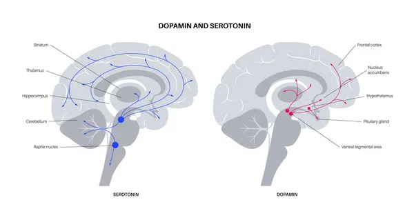 Via da serotonina e dopamina — Vetor de Stock