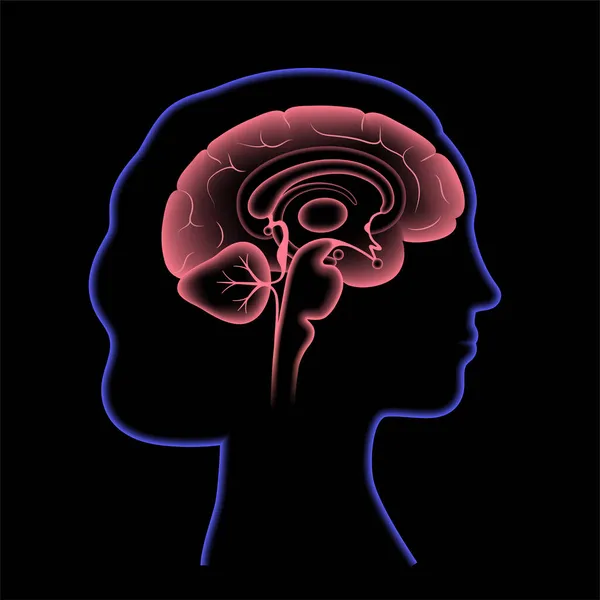Hersenen 3D anatomie — Stockvector