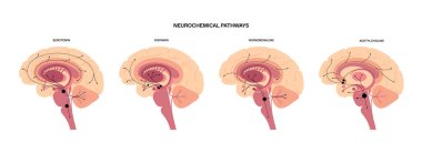 Neurochemical pathway diagram clipart