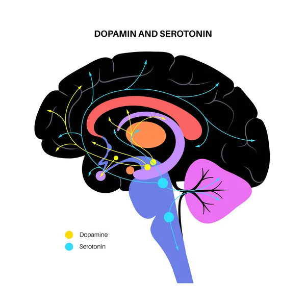 Serotonin und Dopamin-Signalweg — Stockvektor