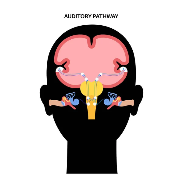 Auditory pathway diagram — Stock Vector